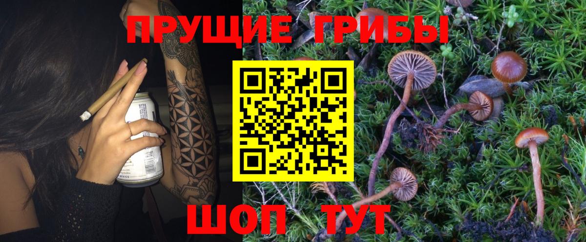 Псилоцибиновые грибы Psilocybe Астрахань